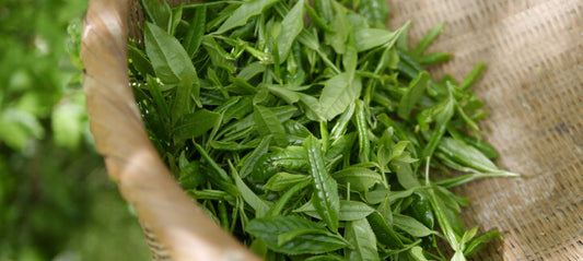 Bancha -Grüntee – der perfekte Tee für alle?