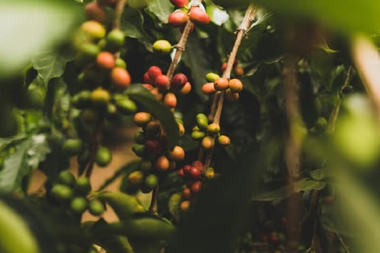 Was ist der Unterschied zwischen Röstkaffee und Rohkaffee?