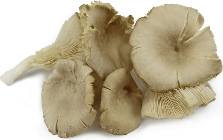 Großpackung (kg) - frische Austernpilze BIO (polnisch) (ca. 20 kg)