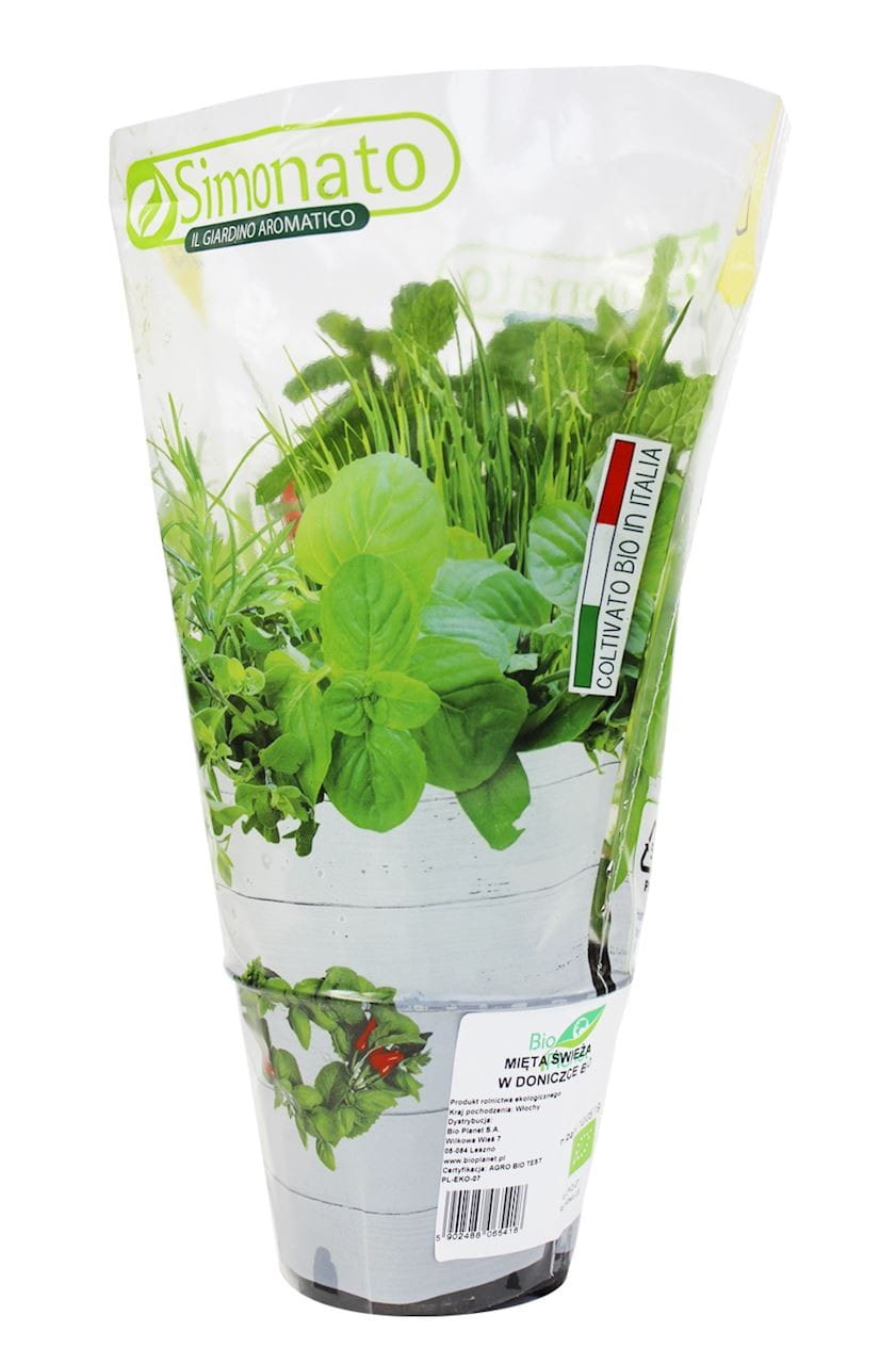 Frische Minze im BIO-Topf (1 Stk.)