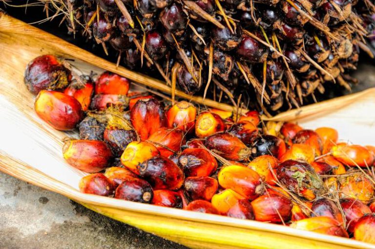 Umstrittenes Palmöl – soll es verwendet werden oder nicht?
