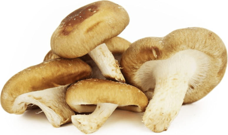 Großpackung (kg) - frische Shiitake-Pilze BIO (polnisch) (ca. 2 kg)