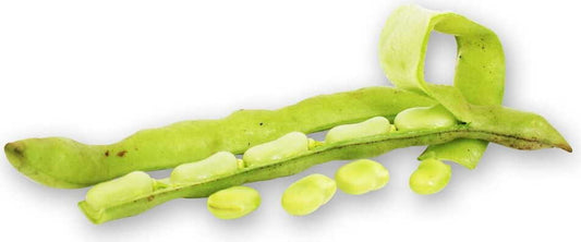Große Packung frische BIO PLANET grüne Bohnen, ca. 5 kg, nachhaltige Bio-Lebensmittel in natürlicher Präsentation