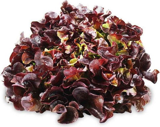 Frischer BIO Eichblattsalat auf einem Teller, Bio PLANET, ca. 100 g, ideal für gesunde Salate, grüne Blätter, frische Bio-Qualität