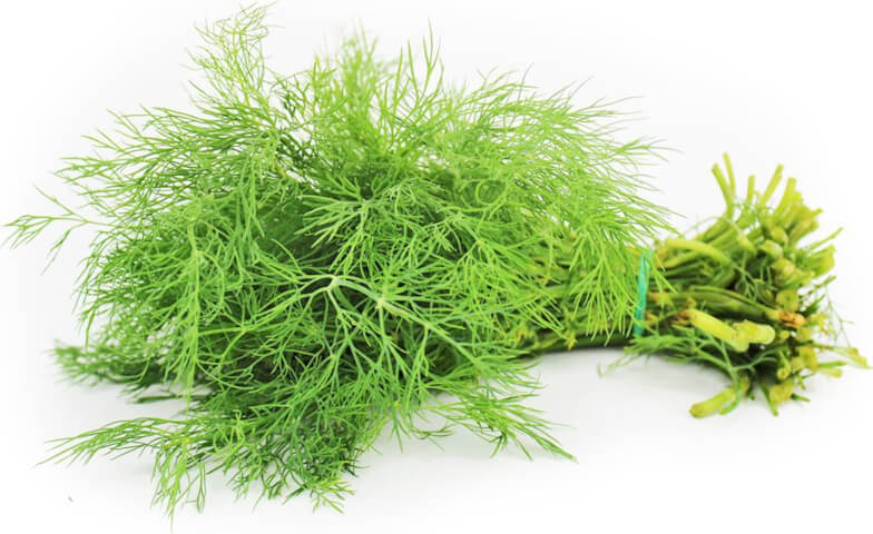 Frischer Dill (Bündel) BIO (polnisch) (ca. 50 g) Pääkuva