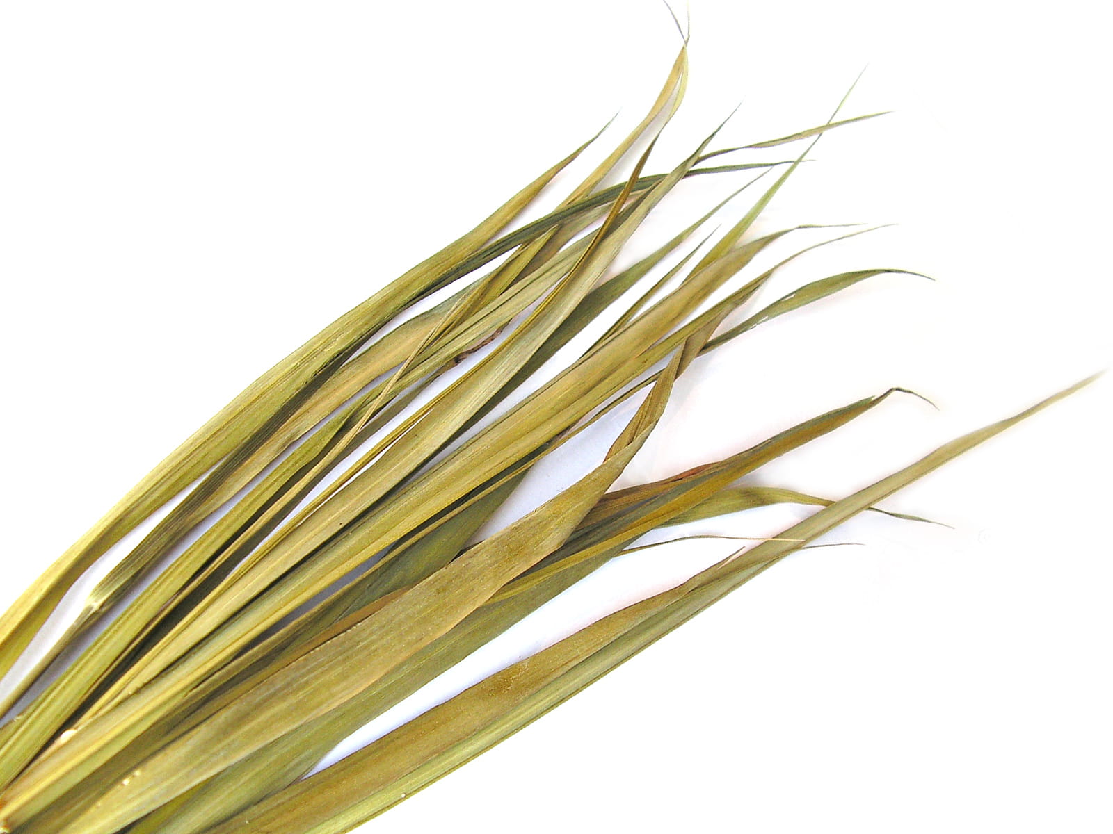 Żubrówka BIO (Gras) GESCHENKE DER NATUR Image principale du produit