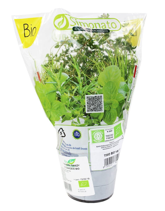 Frischer Bio-Thymian im Topf von BIO PLANET, grüne Kräuterpflanze mit kleinen Blättern, ideal für Küchen und Kräutergärten